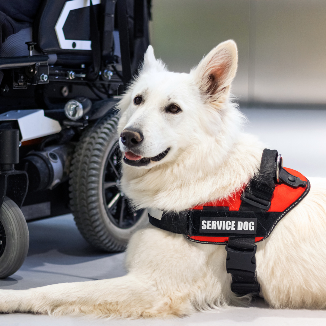Service Animals Policies and Best Practices